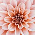 Close-up Dahlia bloem