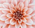 Close-up Dahlia bloem