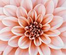 Close-up Dahlia bloem