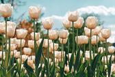 Witte tulpen in tulpenveld