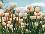 Witte tulpen in tulpenveld