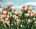 Witte tulpen in tulpenveld