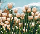 Witte tulpen in tulpenveld