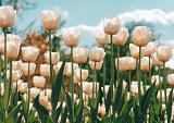 Witte tulpen in tulpenveld