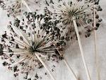 Droge allium bloemen op beige stof