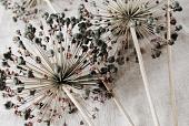 Droge allium bloemen op beige stof