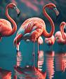 Flamingo's in water