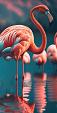 Flamingo's in water