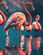 Flamingo's in water