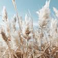 Veld met pampas en blauwe lucht