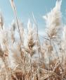 Veld met pampas en blauwe lucht