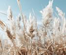 Veld met pampas en blauwe lucht