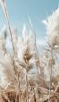 Veld met pampas en blauwe lucht