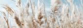 Veld met pampas en blauwe lucht