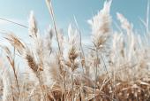 Veld met pampas en blauwe lucht