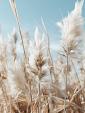 Veld met pampas en blauwe lucht