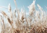 Veld met pampas en blauwe lucht