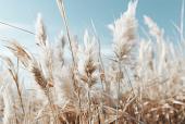 Veld met pampas en blauwe lucht