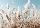 Veld met pampas en blauwe lucht