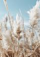 Veld met pampas en blauwe lucht