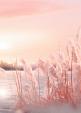 Winters landschap met roze gloed