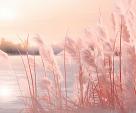 Winters landschap met roze gloed