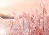 Winters landschap met roze gloed