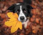 Border Collie hond in een herfstlandschap