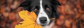 Border Collie hond in een herfstlandschap