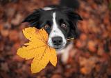 Border Collie hond in een herfstlandschap