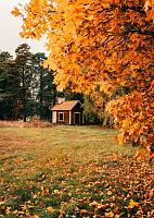 Huisje in bos met herfstachtige bomen