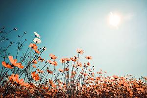 Vintage lentelandschap bloemenveld