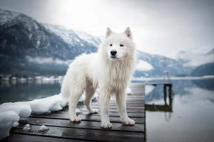 Samojeed in een sneeuwlandschap