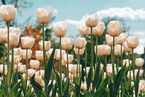 Witte tulpen in tulpenveld