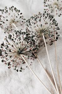 Droge allium bloemen op beige stof