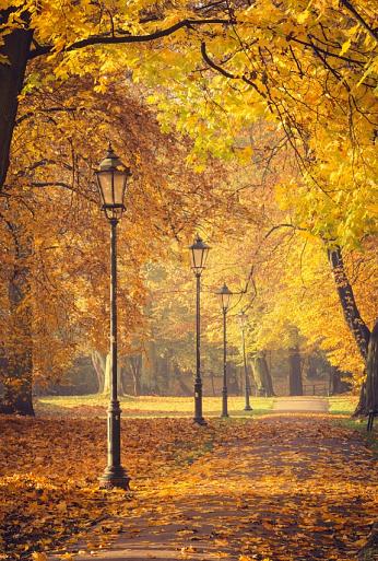 Herfstbomen en lantaarns in het park