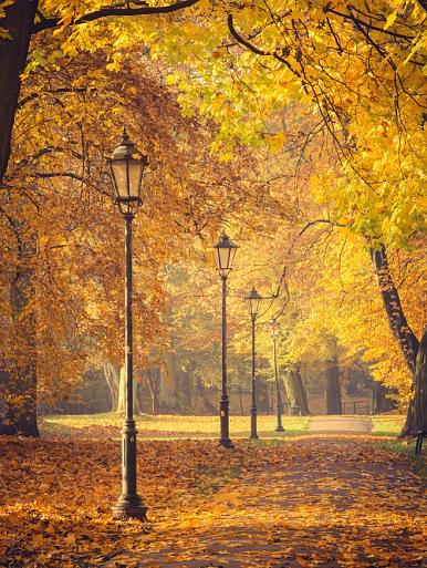 Herfstbomen en lantaarns in het park