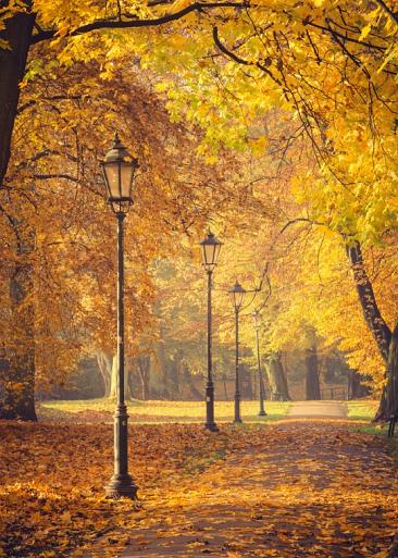 Herfstbomen en lantaarns in het park