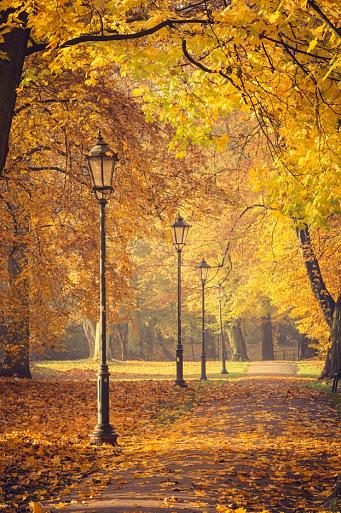 Herfstbomen en lantaarns in het park