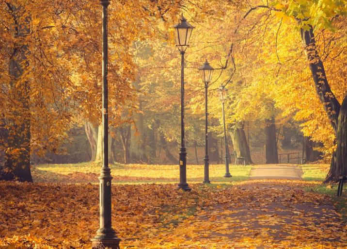 Herfstbomen en lantaarns in het park