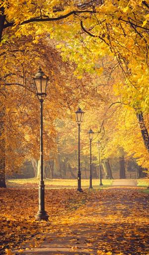 Herfstbomen en lantaarns in het park