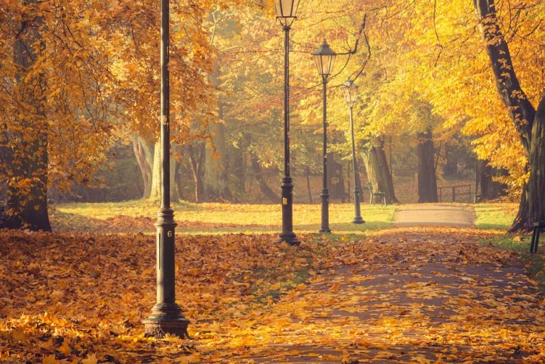 Herfstbomen en lantaarns in het park