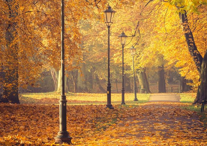 Herfstbomen en lantaarns in het park