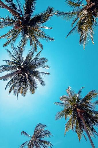 Hoge palmbomen in helderblauwe lucht