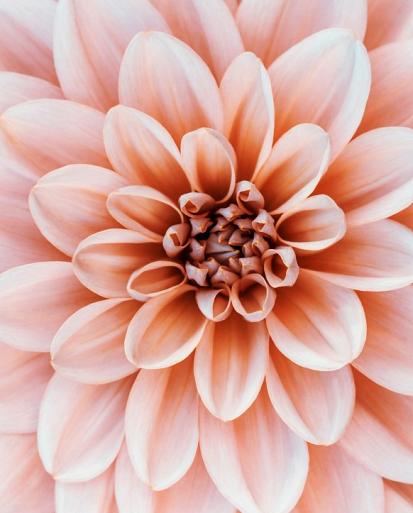 Close-up Dahlia bloem