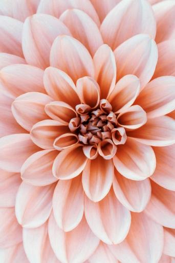 Close-up Dahlia bloem