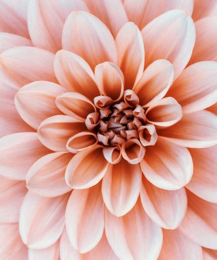 Close-up Dahlia bloem