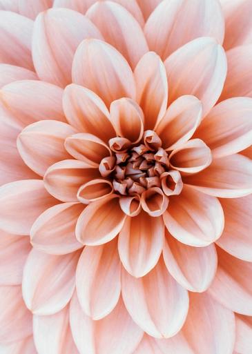 Close-up Dahlia bloem