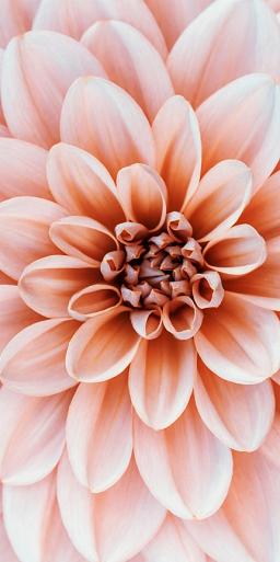 Close-up Dahlia bloem