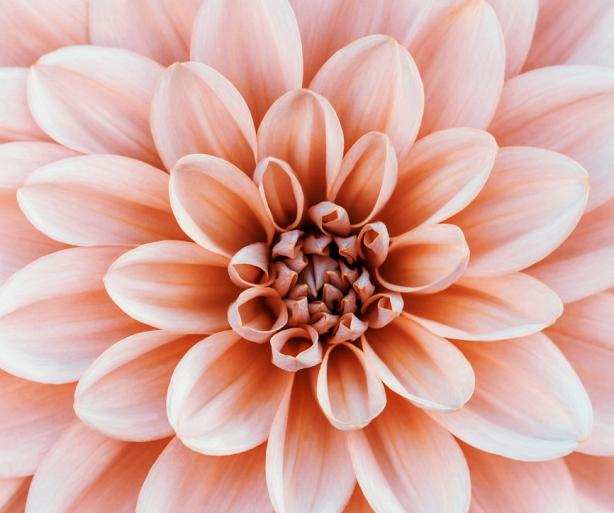 Close-up Dahlia bloem